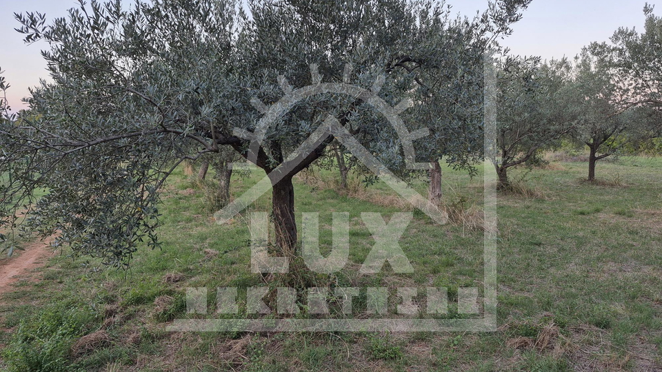 Maslinik&comma; Biograd na moru