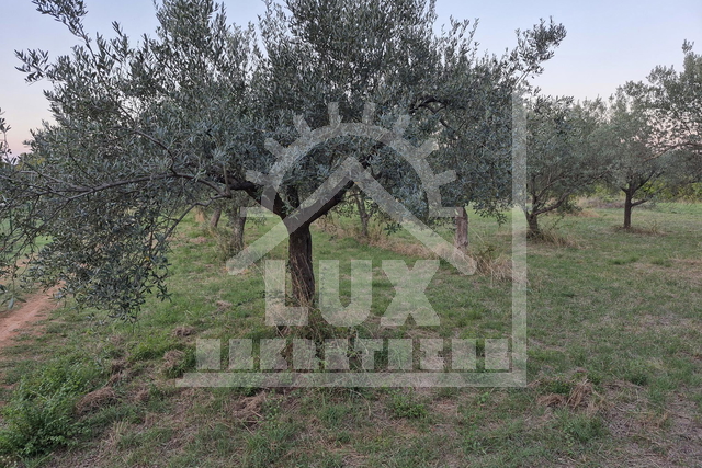 Maslinik, Biograd na moru