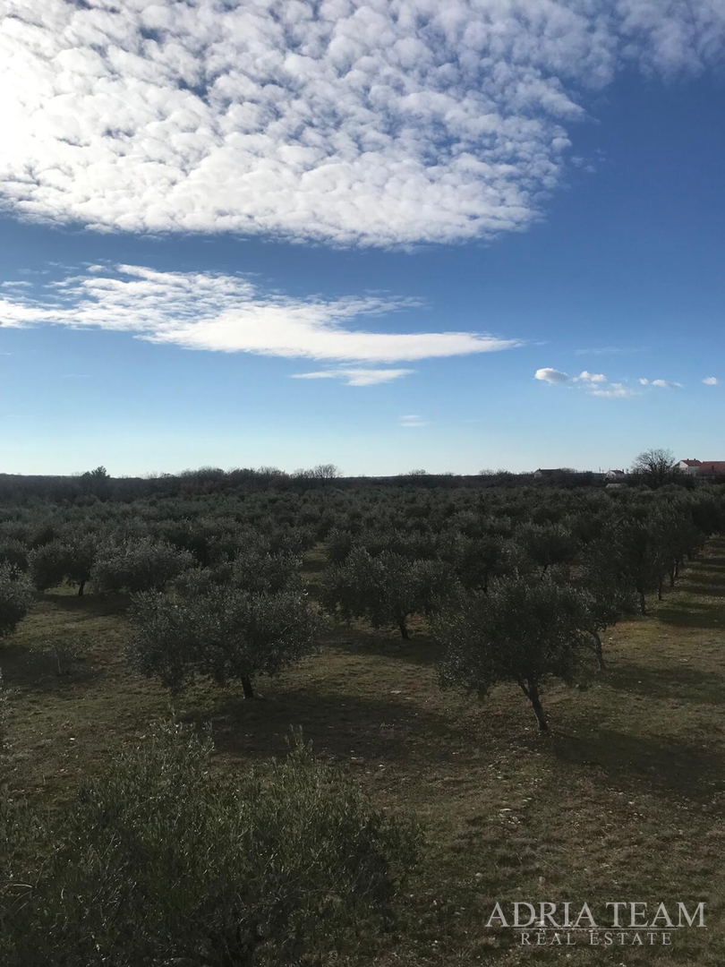 POLJOPRIVREDNO ZEMLJIŠTE S UHODANIM POSLOM U MASLINARSTVU, LEPURI - BENKOVAC