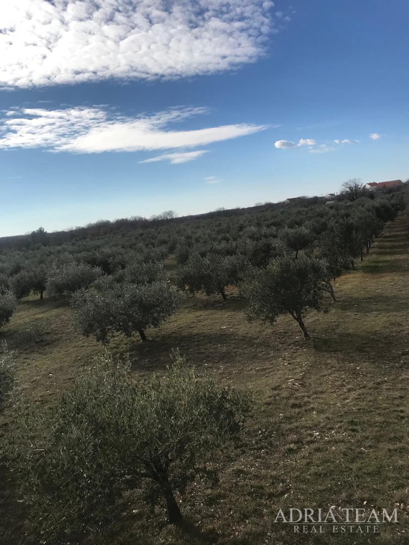POLJOPRIVREDNO ZEMLJIŠTE S UHODANIM POSLOM U MASLINARSTVU, LEPURI - BENKOVAC