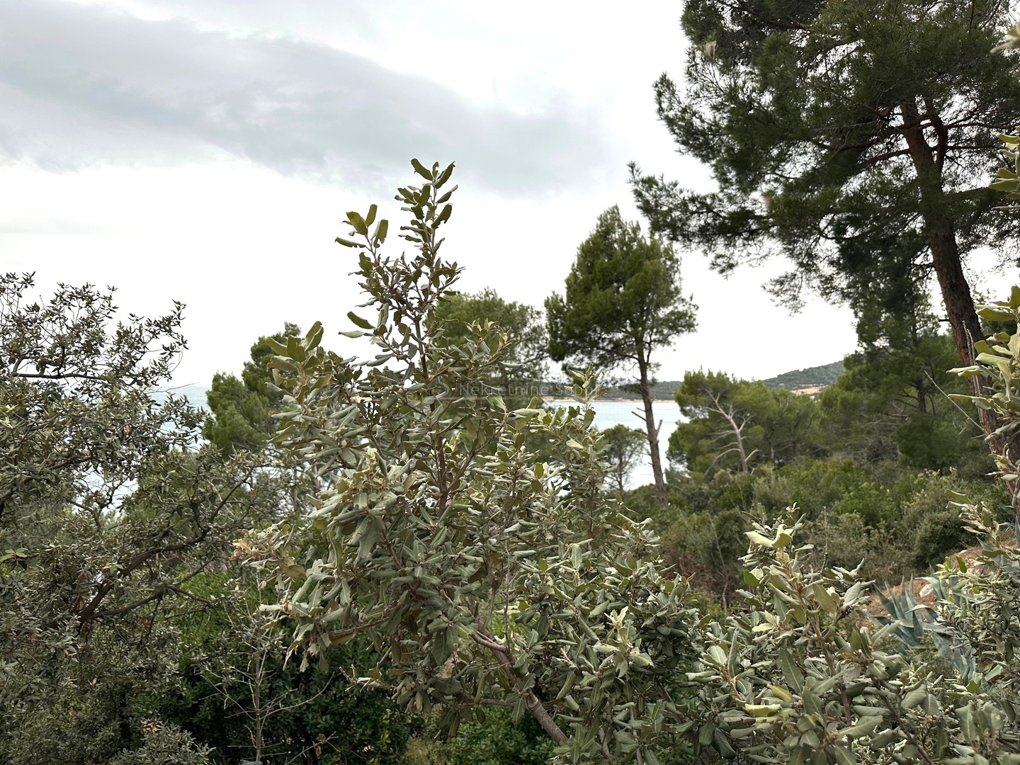 Martinscica, Zaglav, Island Cres - House, 200 m2