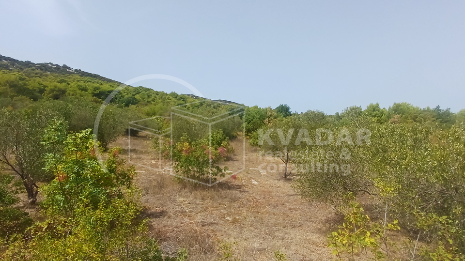 TRIBUNJ&sol; maslinik 4&period;780 M2&sol; 5 min&period; od centra&sol; 85 stabala maslina