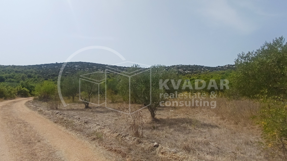 TRIBUNJ&sol; maslinik 4&period;780 M2&sol; 5 min&period; od centra&sol; 85 stabala maslina