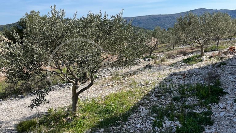 Stambeno - gospodarski objekat sa maslinikom na čestici od 7000m2