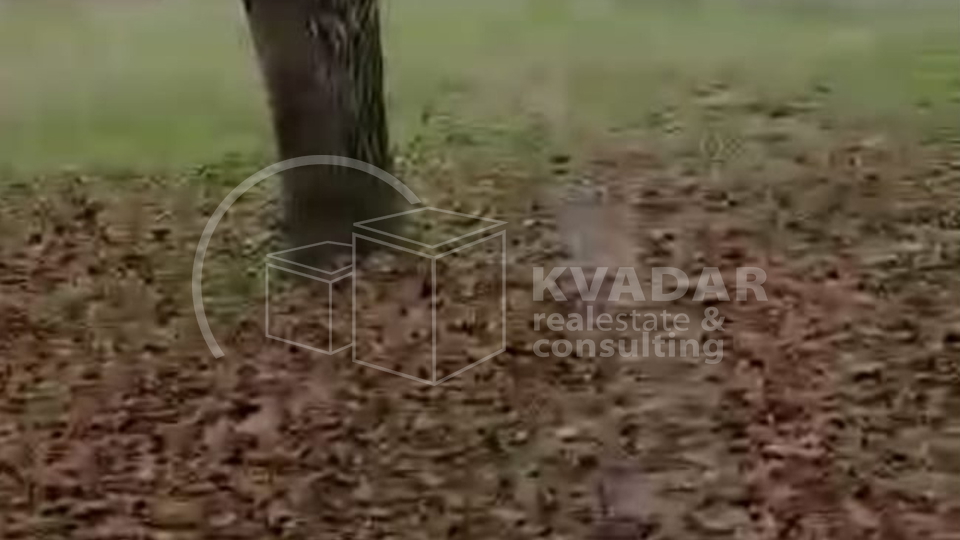 SUPER PRILIKA!DARUVAR, ŠKODINOVAC, POLJOPRIVREDNO ZEMLJIŠTE (3348 m2) SA 29 STABALA ORAHA