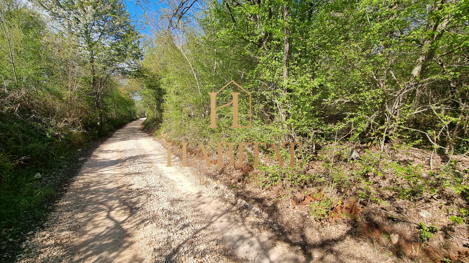 Istria, Umago, Petrovija, bosco 9530m2