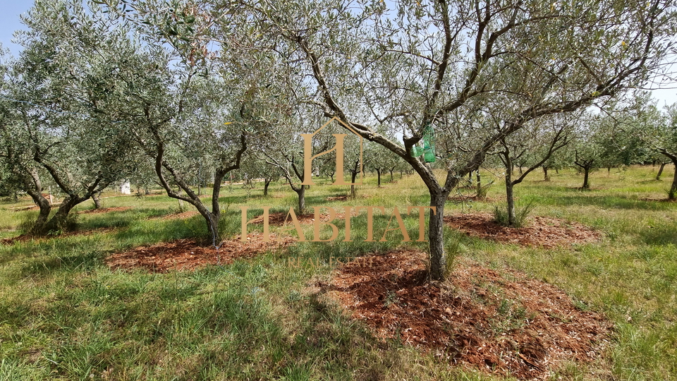 Land, 4573 m2, For Sale, Umag - Monterol