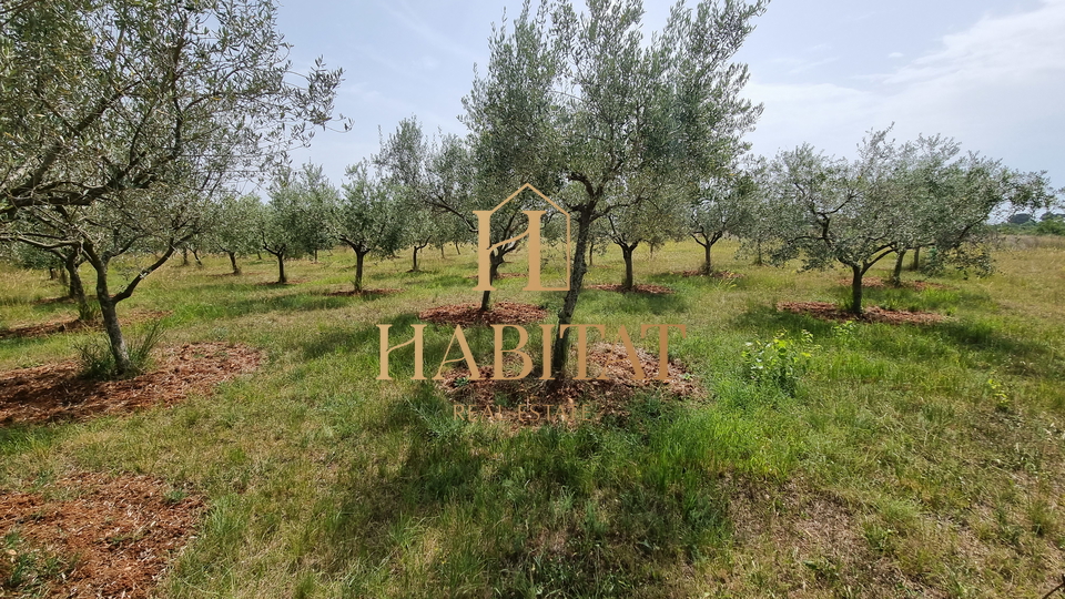 Land, 4573 m2, For Sale, Umag - Monterol