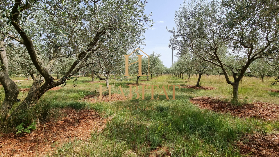 Land, 4573 m2, For Sale, Umag - Monterol