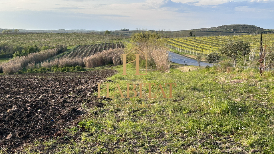 Istrien, Buje, landwirtschaftlich 13.858 m2, geeignet für einen Olivenhain oder Weinberg