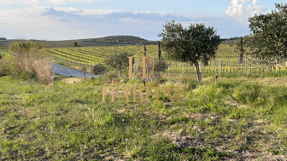 Istrien, Buje, Grundstück 39.178m2, geeignet für Olivenhain oder Weinberg, Meerblick