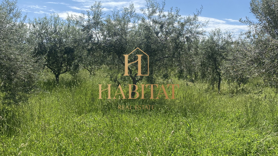 Istria, Nova Vas, Cancini, olive grove, 2002 m2, 60 olive trees