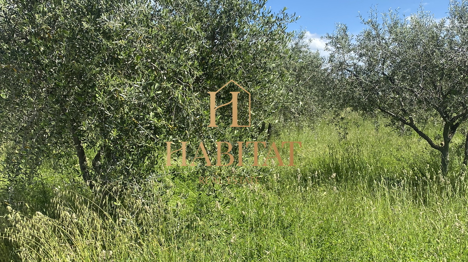 Istria, Nova Vas, Cancini, olive grove, 2002 m2, 60 olive trees