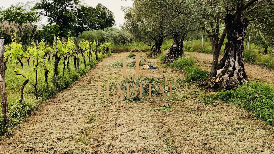 Istria, Brtonigla, olive grove, vineyard, 5281m2