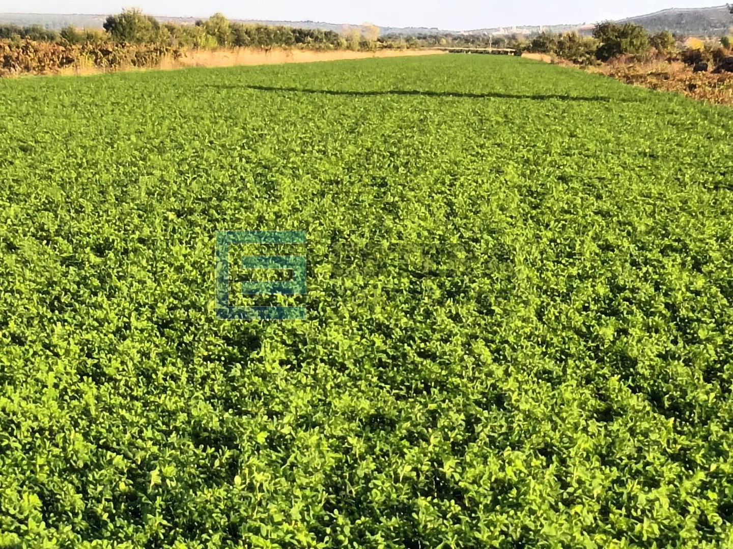 Poljoprivredno zemljište PRODAJA 25.000 m2, Nadin