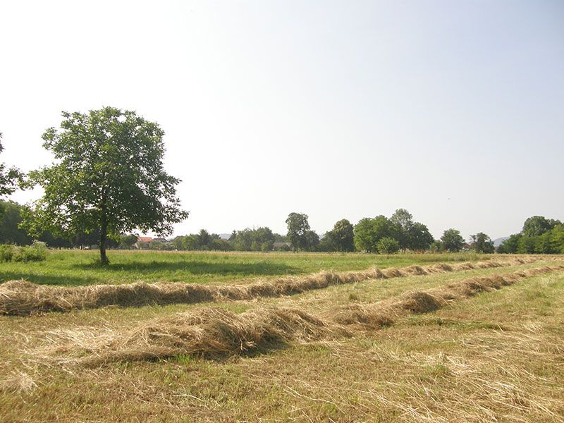 Poloprivredno zemljište u Celinama - Samobor