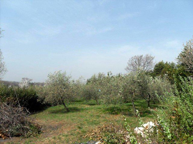 Zemljište sa starom kamenom kućom