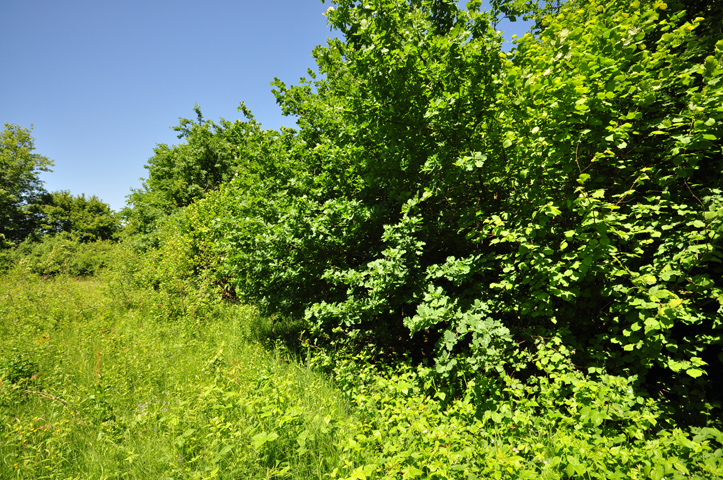 Poljoprivredno zemljište u Kerestincu