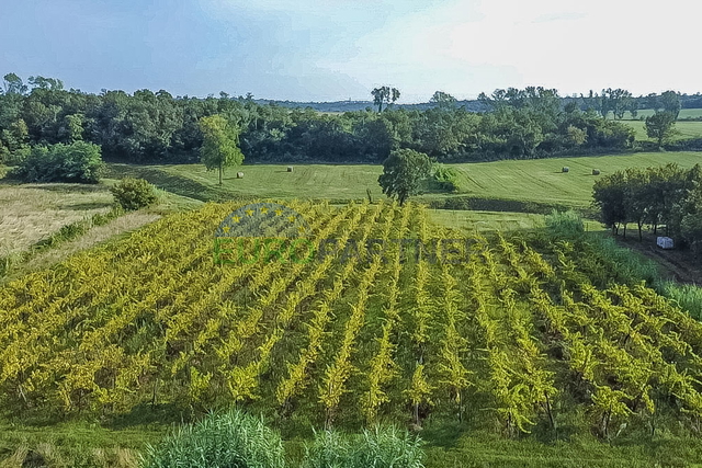 Zasađen vinograd i poljoprivredno zemljište u Bujama