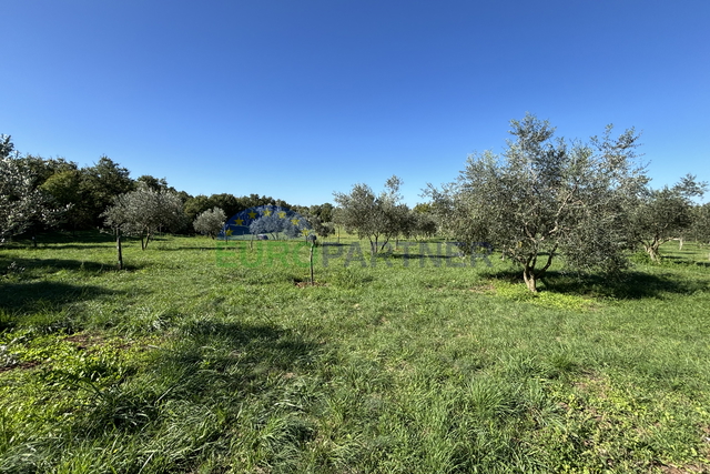 Istrien, Žminj, attraktives Grundstück 50.000,00 m² mit Bau- und landwirtschaftlicher Nutzung