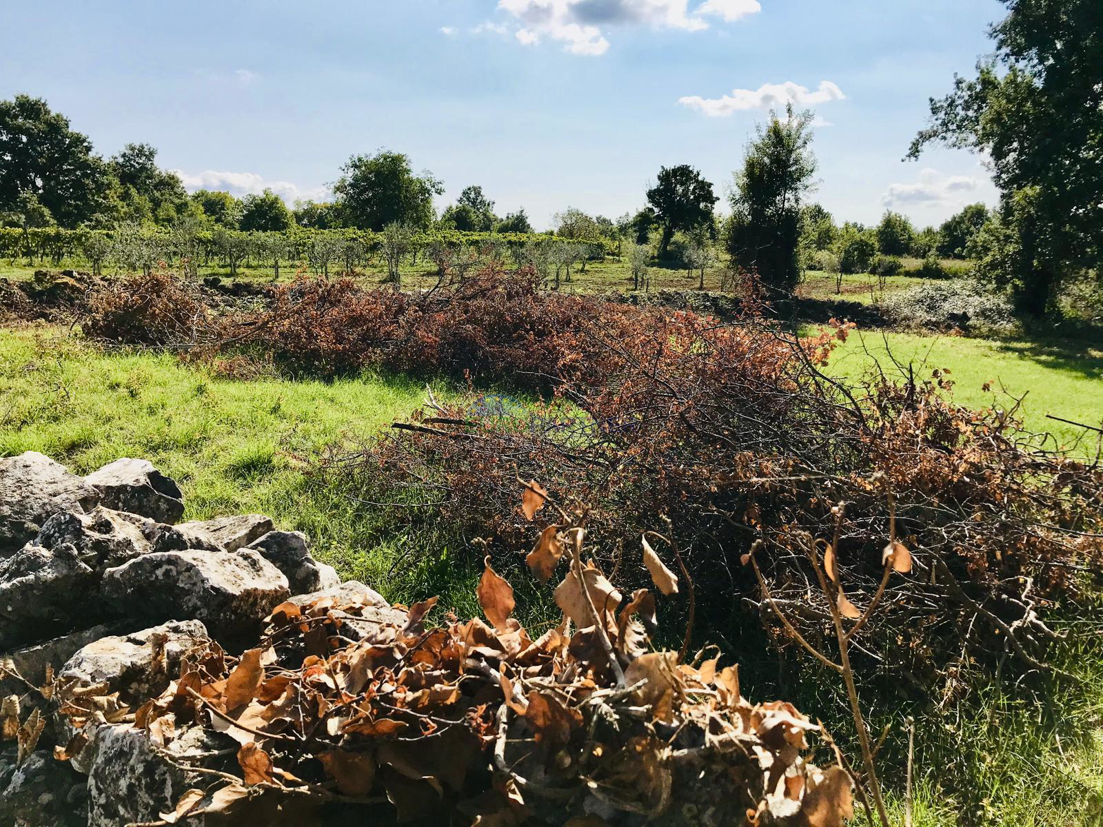 Istra, Žminj, građevinsko zemljište sa građevinskom dozvolom