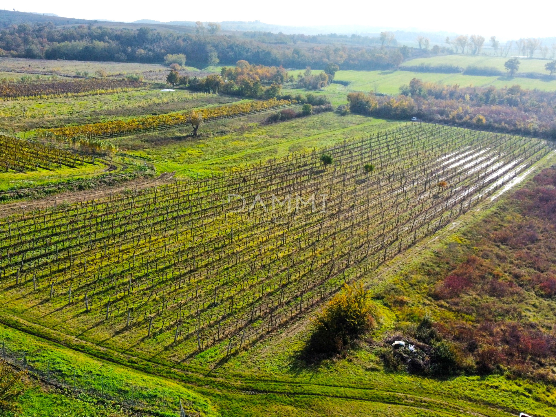 ISTRIEN, BUJE - Perfekter Weinberg in toller Lage 7600 m2