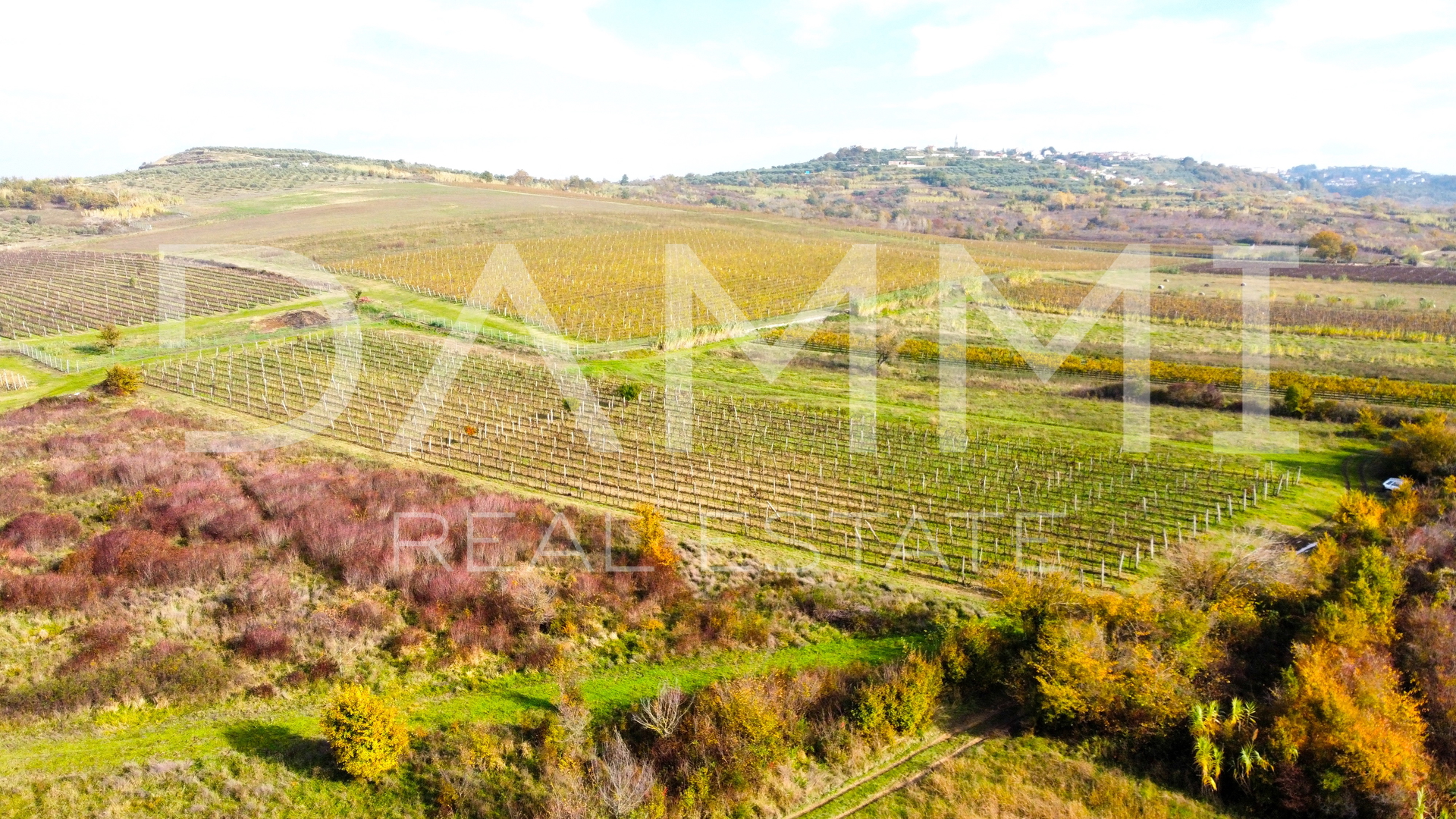 ISTRIA, BUJE - Vigneto perfetto in ottima posizione 7600 m2