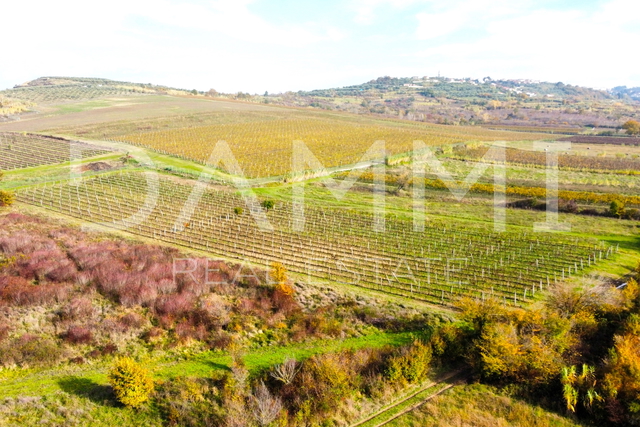 ISTRIEN, BUJE - Perfekter Weinberg in toller Lage 7600 m2