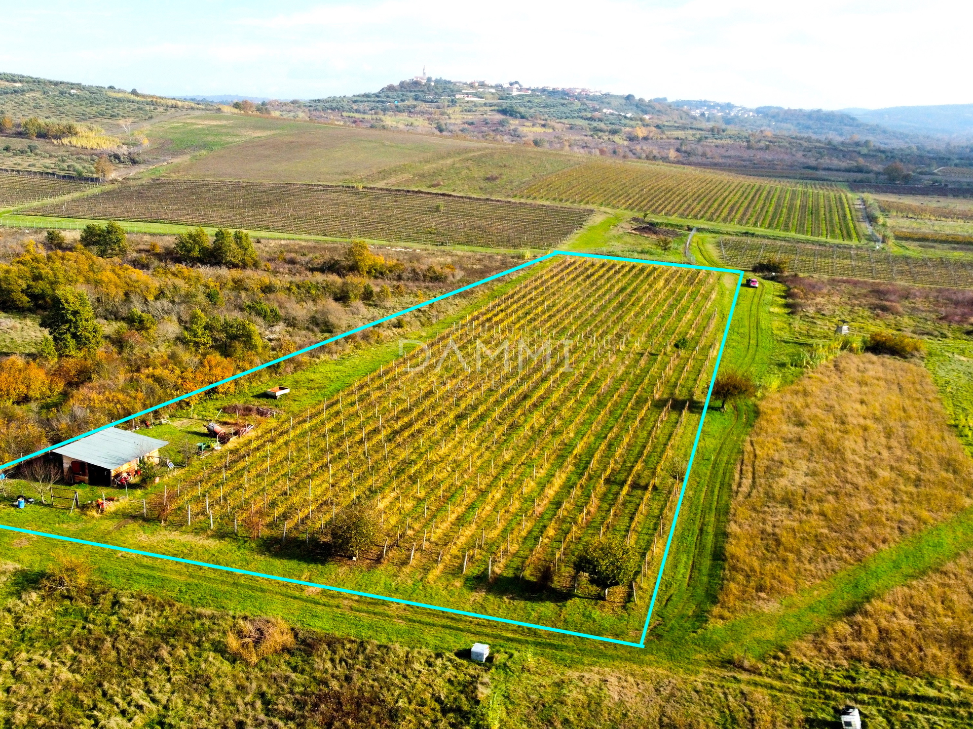 ISTRIEN, BUJE - Perfekter Weinberg in toller Lage 10720 m2