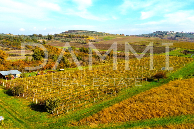 ISTRIEN, BUJE - Perfekter Weinberg in toller Lage 10720 m2