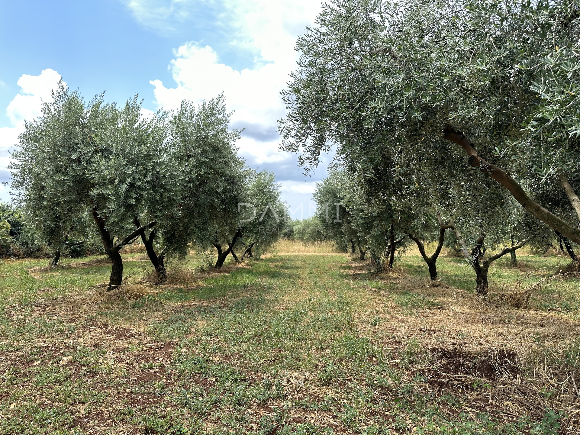 ISTRIEN, GALIŽANA-MASLINIK 2082m2 AM RAND DER URBANISIERUNG