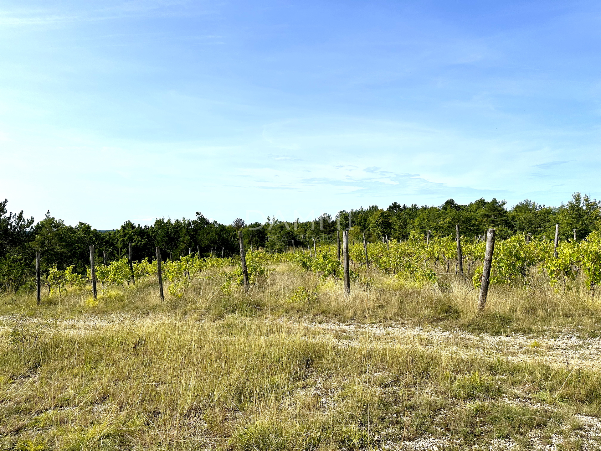 ZENTRALISTRIEN - Ackerland 50.860 m2 mit Panoramablick