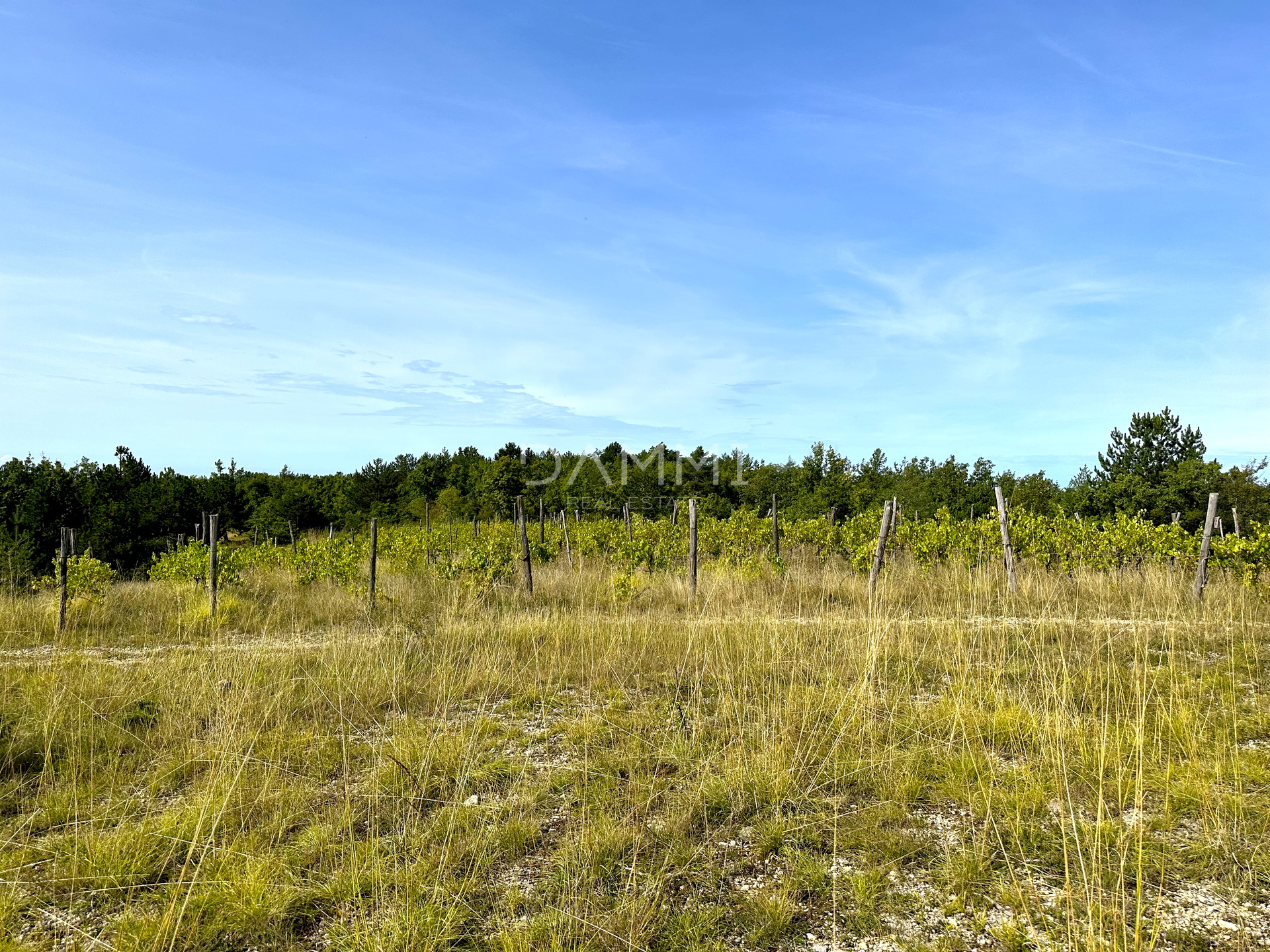 ZENTRALISTRIEN - Ackerland 50.860 m2 mit Panoramablick