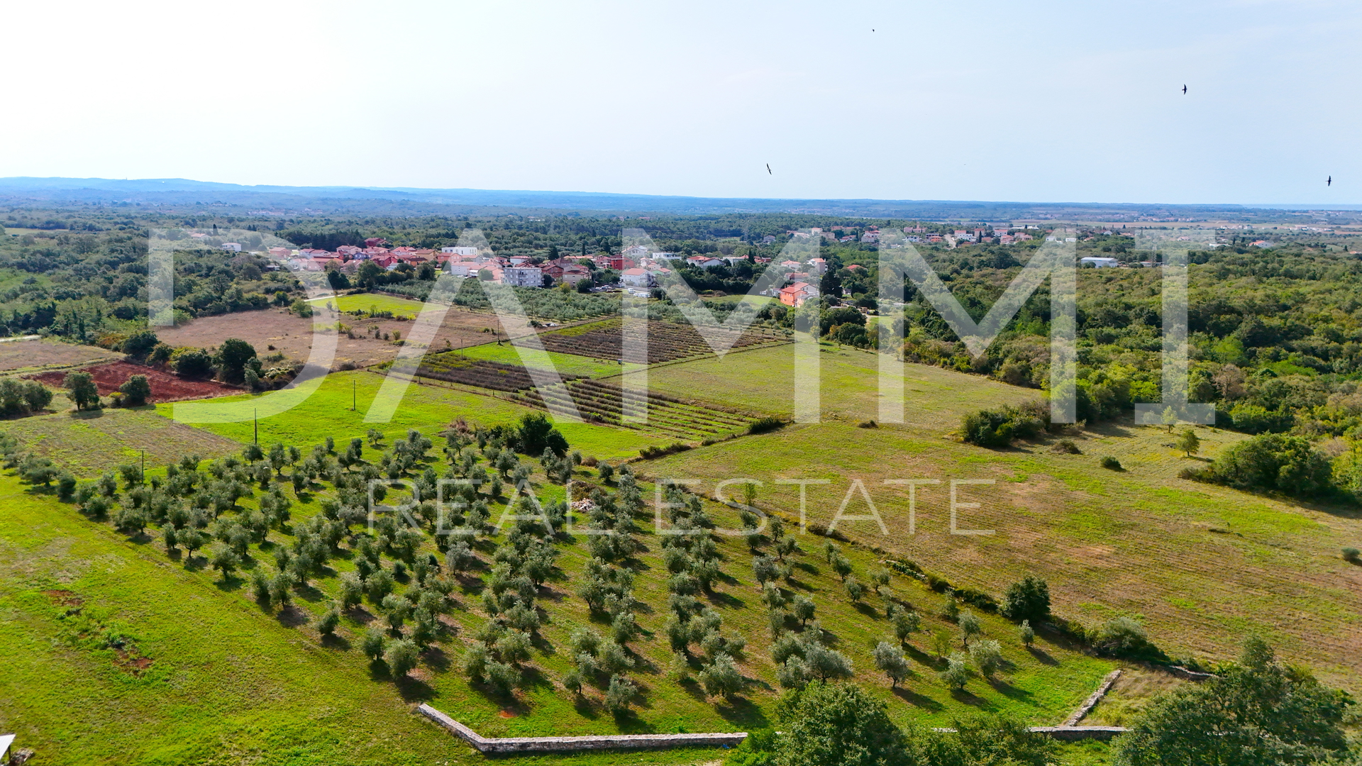 ISTRA, UMAG - Poljoprivredno zemljište maslinik 10.000 m2