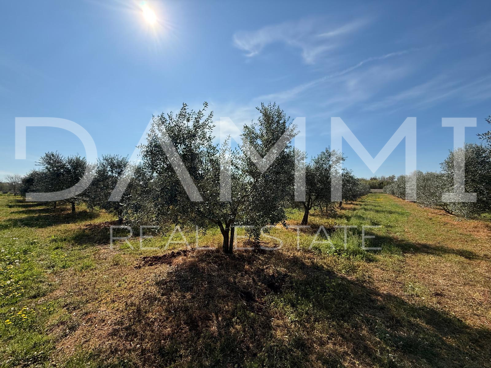 ISTRA&comma; TAR-VABRIGA &ndash; OLIVENHAIN 500 M VOM MEER ENTFERNT