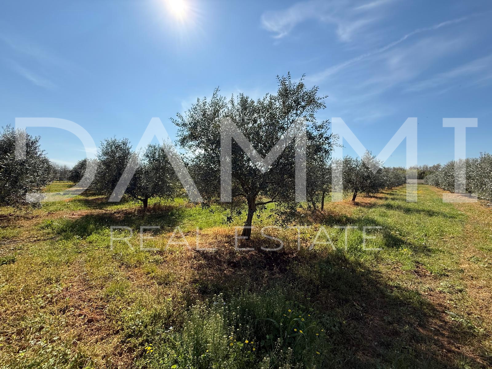 ISTRA&comma; TAR-VABRIGA &ndash; OLIVENHAIN 500 M VOM MEER ENTFERNT