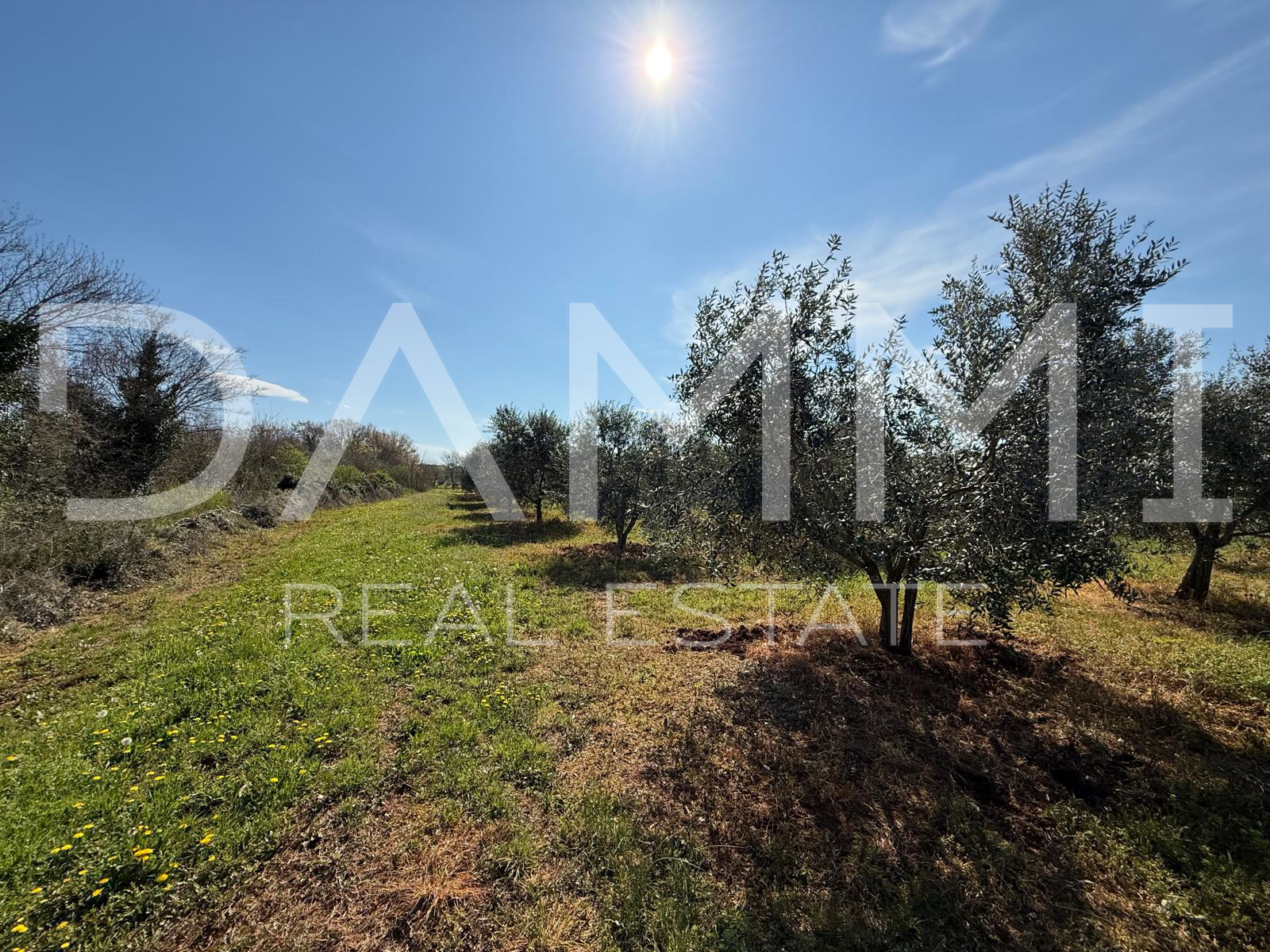 ISTRA&comma; TAR-VABRIGA &ndash; OLIVENHAIN 500 M VOM MEER ENTFERNT