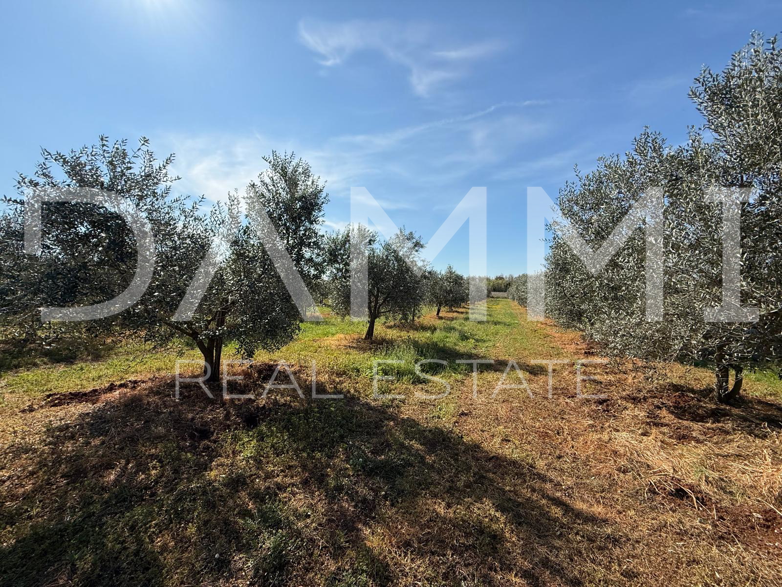 ISTRA&comma; TAR-VABRIGA &ndash; OLIVENHAIN 500 M VOM MEER ENTFERNT