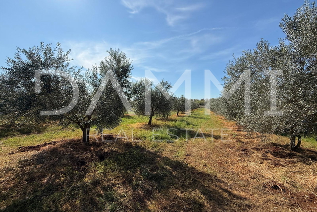 ISTRA, TAR-VABRIGA - MASLINIK UDALJEN 500M OD MORA