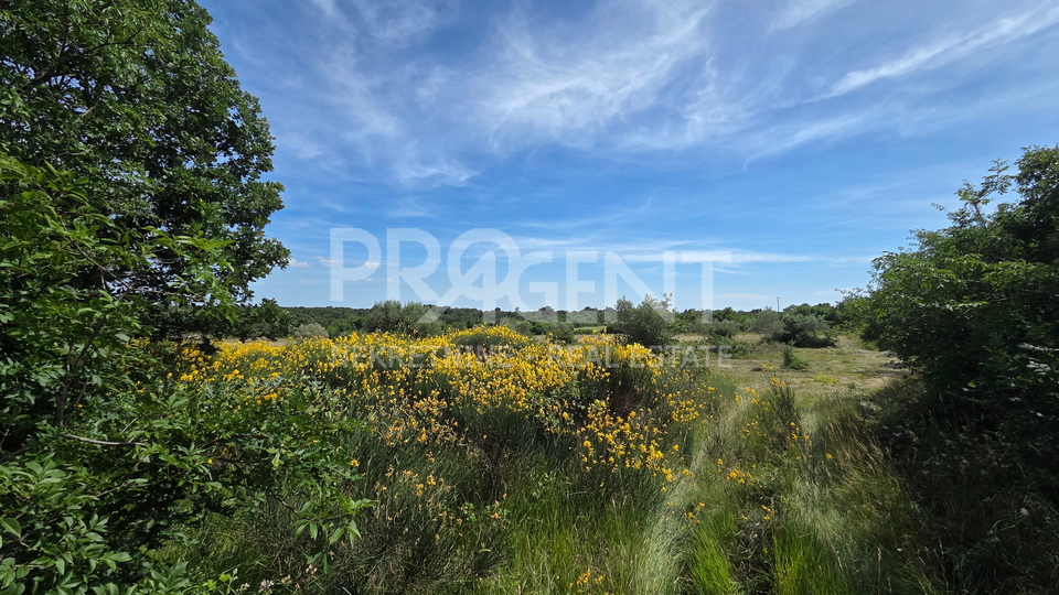 ISTRIA&comma; VODNJAN&comma; AGRICULTURAL LAND&comma; FOR SALE