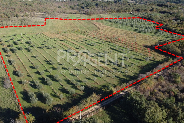 Land, 79815 m2, For Sale, Buje - Plovanija