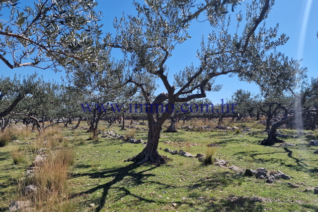 Zemljišče, 32800 m2, Prodaja, Sutivan