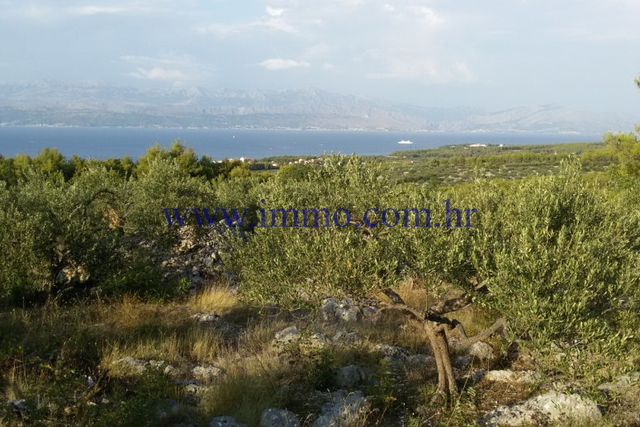 AGRICULTURAL LAND ON THE ISLAND OF BRAČ