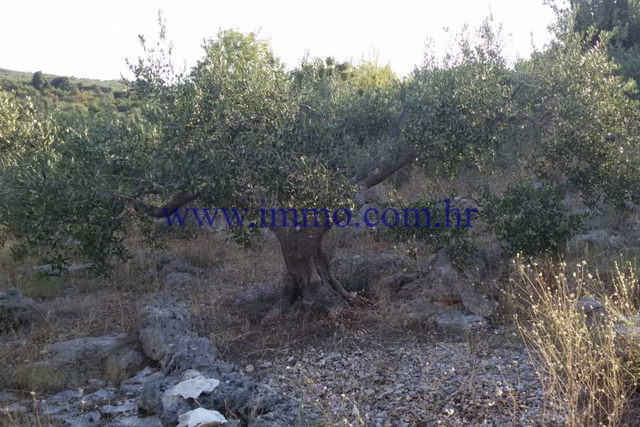 AGRICULTURAL LAND ON THE ISLAND OF BRAČ