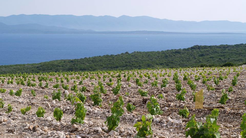 PROJEKT OBITELJSKE VINARIJE NALAZI SE U DIJELU HRVATSKOG NAJSUNČANIJEG OTOKA KOJI JE JOŠ OD ANTIČKOG DOBA POZNAT PO VINARSTVU!