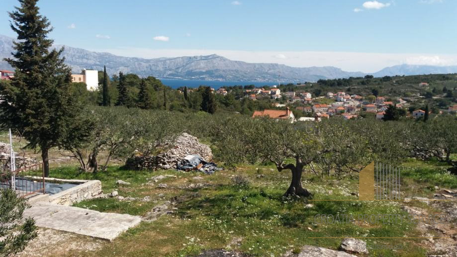 Large agricultural land with an olive grove and a house on the island of Brač!