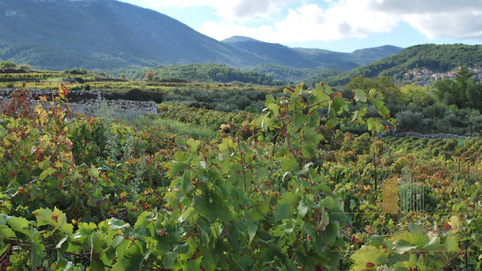 PROJECT OF FAMILY WINERY SITUATED IN THE PART OF THE CROATIAN SUNNIEST ISLAND, WHICH IS FROM ANTIQUE WELL KNOWN BY WINERY!