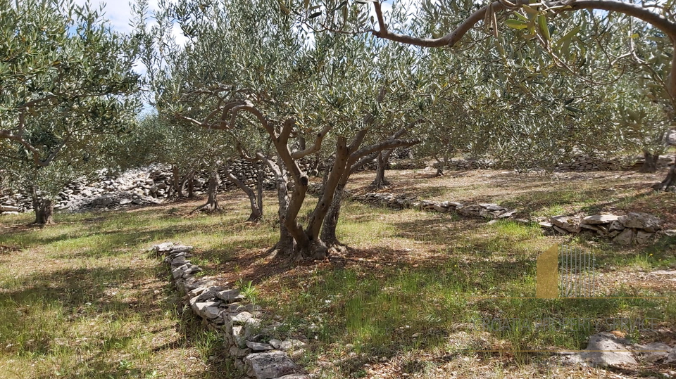 LANDWIRTSCHAFTLICHES GRUNDSTÜCK MIT OLIVENHAIN UND KLEINEM STEINHAUS