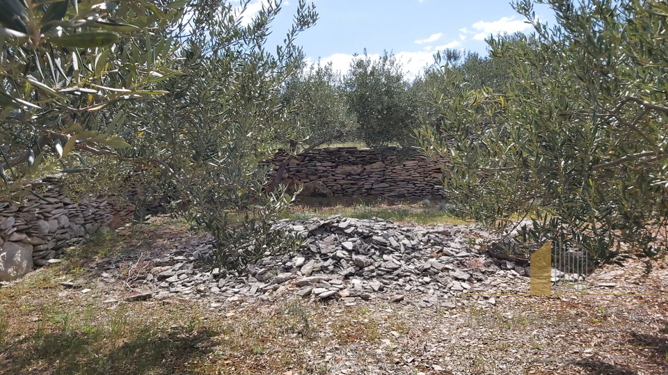 LANDWIRTSCHAFTLICHES GRUNDSTÜCK MIT OLIVENHAIN UND KLEINEM STEINHAUS