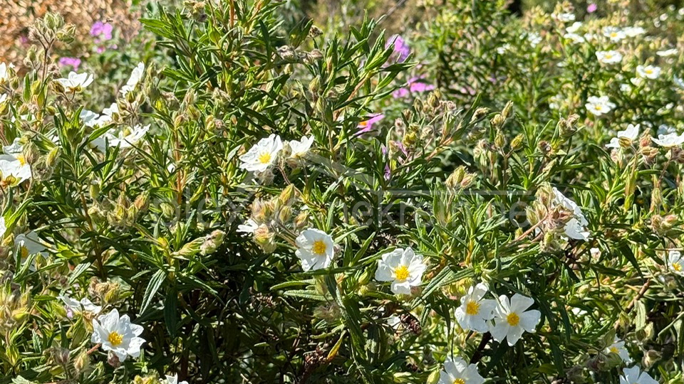 Land&comma; 3117 m2&comma; For Sale&comma; &Scaron;olta - Ne&ccaron;ujam